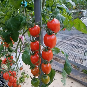 甘くて美味しい　オーガニックミニトマト　1kg