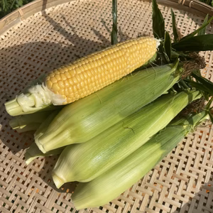 【期間限定】標高1000ｍで育った！甘～いスイートコーン（11～13本）