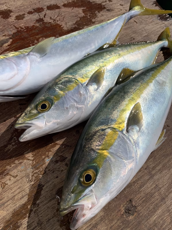 限定2セット！採れたて★イナダ(ワカシ)3-4匹