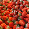 ジャムなど加工用苺　いちごさん(潰れが気にならない方限定)