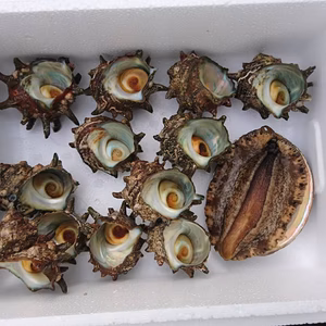 山口県萩産天然活きメガイアワビ1枚とサザエ中サイズ1キロ