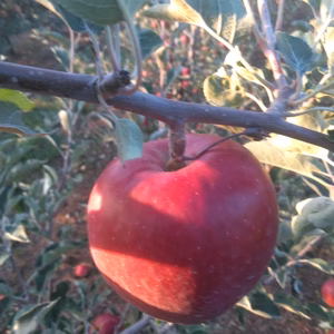 訳あり紅玉10キロ