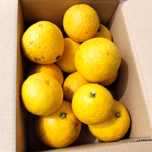 日向夏みかん、母から受け継いだ畑から、今年はじめてのお届けです。