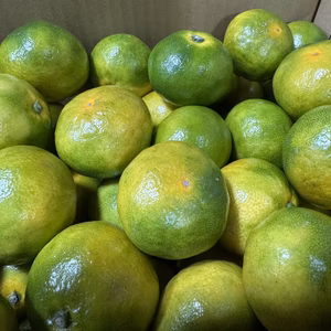 こたつみかん　“ゆら早生”　５㌔（箱込・ちょっとわけあり品）