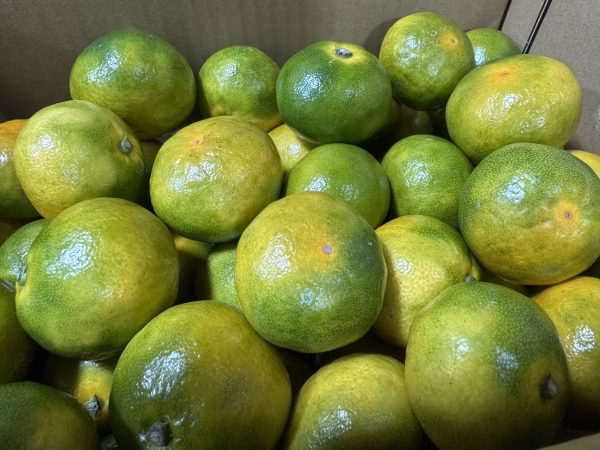 こたつみかん　“ゆら早生”　５㌔（箱込・ちょっとわけあり品）