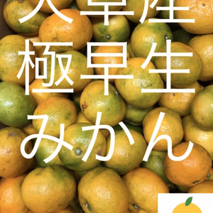 天草産　極早生みかん　家庭用