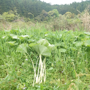 旬の山菜！山あいの『水ふき』500g