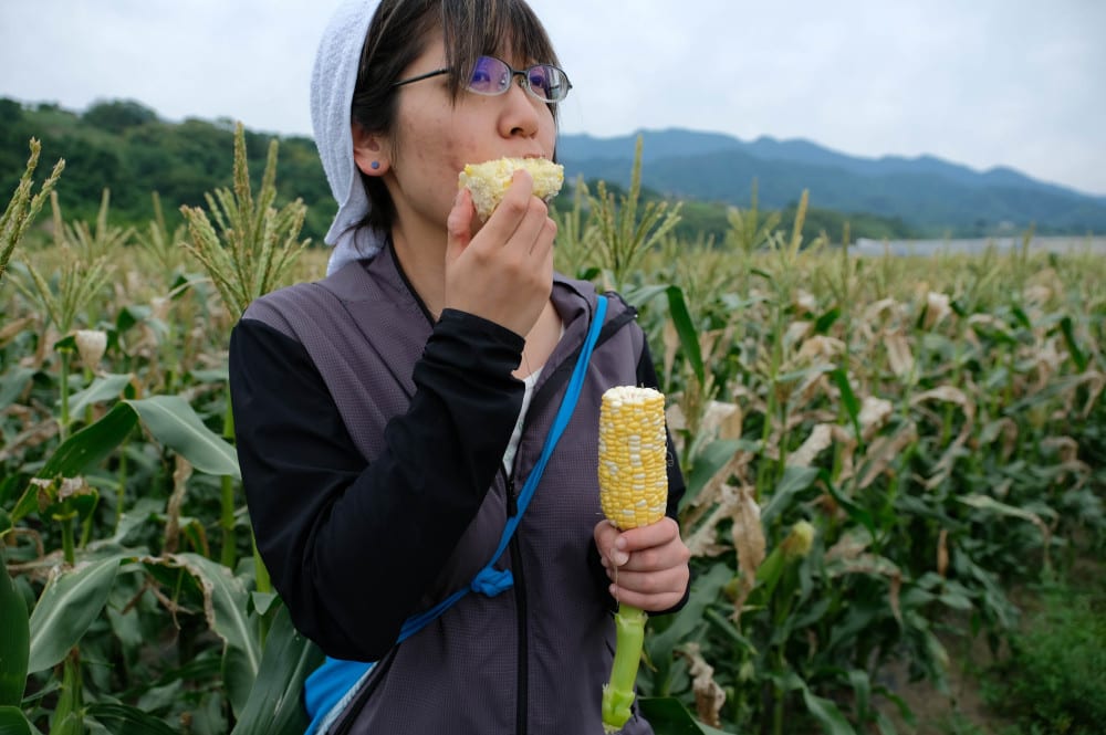 ベビーコーンとトウモロコシは何が違う 畑で謎を暴いてきたよ 農家漁師から産地直送の通販 ポケットマルシェ