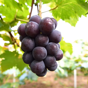 P-中1 花笑み農園　岡山の『ニューピオーネ』500g以上（中1房）9/9～発送