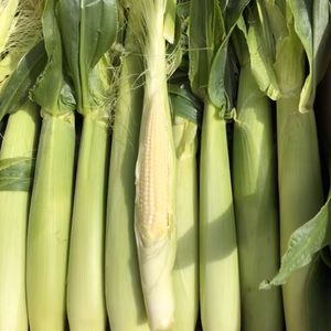 ヤングコーン(プラチナＸ))