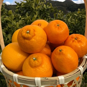 【産地直送】農家おすすめ柑橘詰め合わせセット