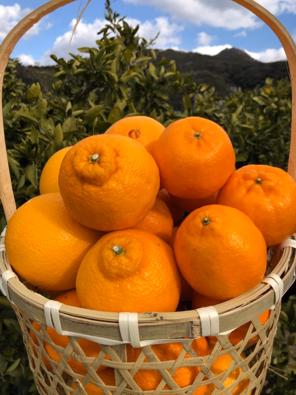 【産地直送】農家おすすめ柑橘詰め合わせセット