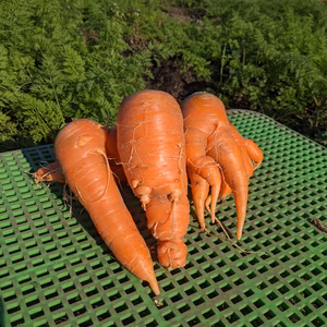 【有機JASマーク付】不揃い有機ニンジン
