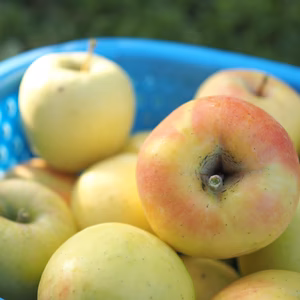 【ぐんま名月/小玉】あま～いりんご好きさんへ！ネオニコ系農薬不使用/特別栽培