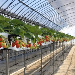 冷凍いちご  ベリーポップすず