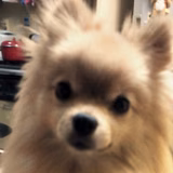 ショコラのママ