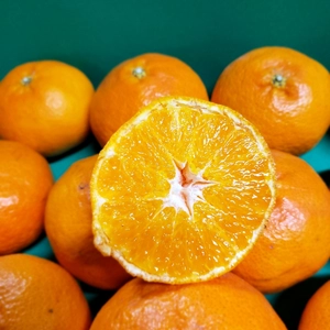 旨い　美味しい　最強柑橘　５㌔甘平(カンペイ)　