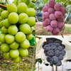 【葡萄好き園主お任せ】シャインマスカット&希少品種含む旬の葡萄2品種　