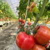 赤熟もぎり！水耕栽培の王様トマト 2キロ
