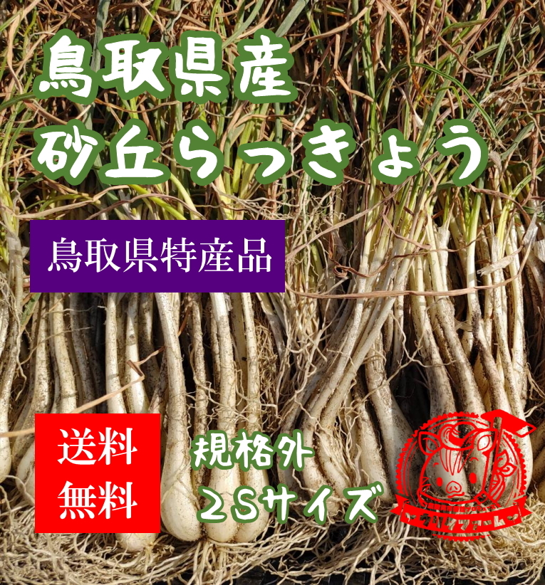 らっきょうの通販・お取り寄せ商品｜野菜｜ポケットマルシェ