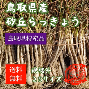 【鳥取県北栄町産　送料無料】砂丘らっきょう　根付き　規格外SSサイズ　極小