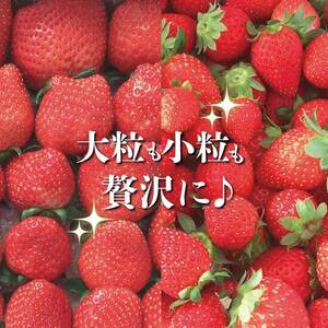 《贅沢》お徳用イチゴ(850g)と小粒ちゃんイチゴ(1kg)2箱まとめて発送♪