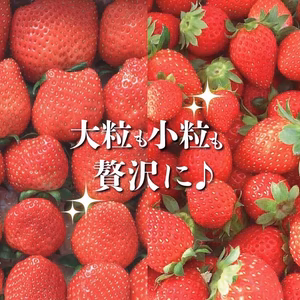 《贅沢》お徳用イチゴ(850g)と小粒ちゃんイチゴ(1kg)2箱まとめて発送♪