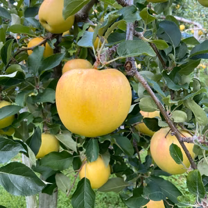 食味最高　完熟トキ10月1日ごろから収穫