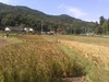 【送料込み】自然栽培・天日干しの古代米ブレンド