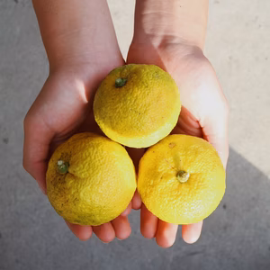 ひと絞りの贅沢　「香福柚子」【田万里家】【無肥料・無農薬】