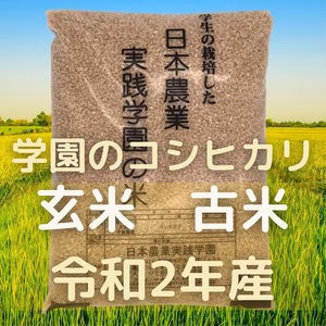【古米】学生と作ったコシヒカリ（玄米）令和2年産