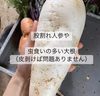 【訳あり】お得な季節の野菜セット80サイズ