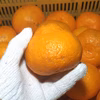 訳あり特価【農薬不使用】無農薬《驚きのおデブ》有田みかん