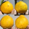【食べ比べ】2種のたのしみ　自然栽培の三宝柑・甘夏セット