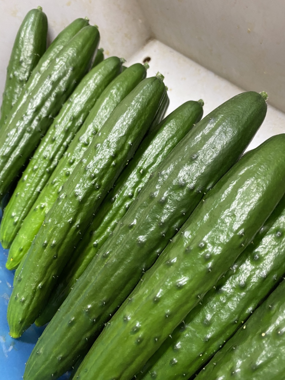 神奈川県産 農家直送 朝どれきゅうり - 野菜