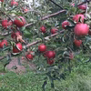 【10月中旬発送予定】レッドゴールド 甘くてジューシーな超希少りんご！