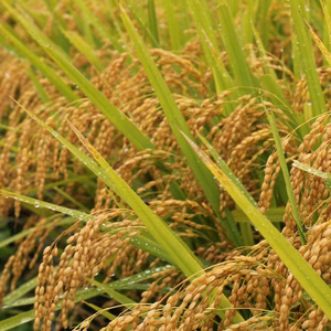 【こしひかり 玄米】【令和3年秋収穫】山形県置賜飯豊産　生産者自慢の逸品