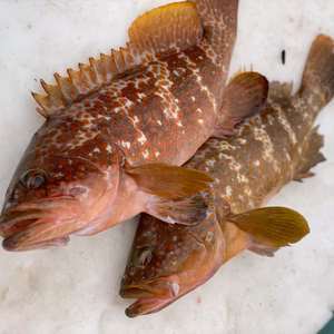 【松島産】キジハタ（0.9kg & 0.7kg）