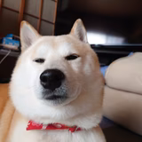 ヴァイの元飼主