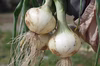 淡路島の旬！新玉ねぎ4kg・9kg【無農薬無化学肥料】