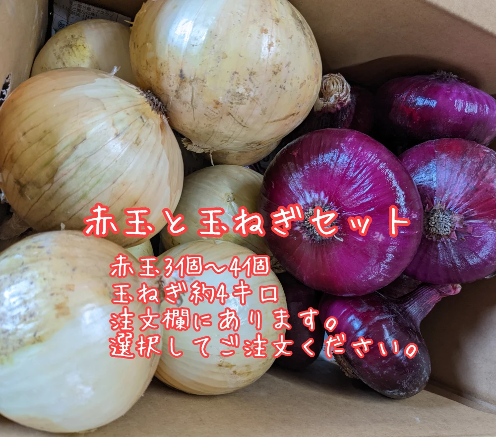 淡路島の玉ねぎ