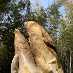 【京都府産】朝掘り京たけのこ（徳用大ぶりサイズ）｜6kg前後入りの大容量