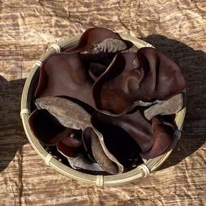 信州富士見高原産！ぷりっぷり生きくらげ