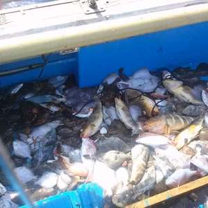 鮮魚詰めセット！【刺身可能！】※漁に出られ次第の発送