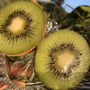 2割増！訳あり家庭用【農薬・化学肥料不使用】あま～いキウイ500g+100g