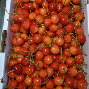 さくらんぼ紅秀峰小サイズ