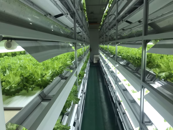 （有）長山鉄工所野菜製造事業部