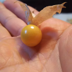 まるでフルーツ！！ 食用ホオズキ！