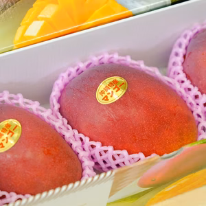 【夏ギフト】沖縄の宜野座育ちマンゴー【優品・化粧箱入り、約1kg、クール便発送】