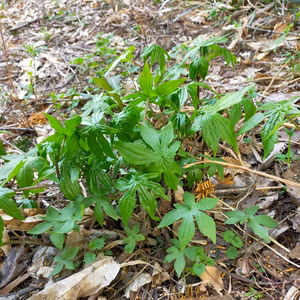 青森県産　しどけ（モミジガサ）　山菜